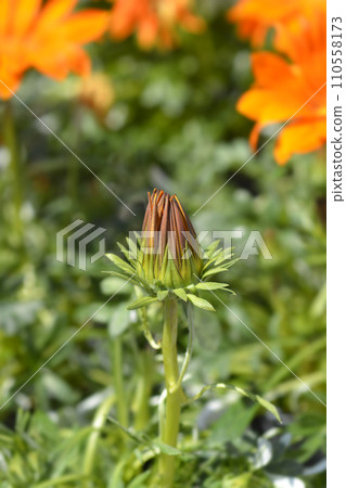 Treasure flower 110558173