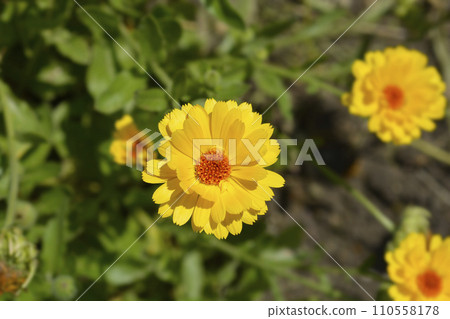 Princess mix Garden marigold 110558178