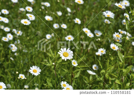 White daisy flowers 110558181