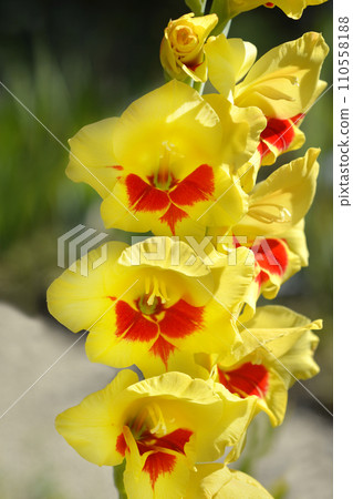 Gladiolus Pep Talk Gladiolus Pep Talk 110558188