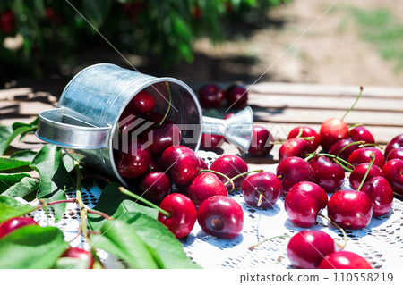Ripe juicy cherry berry in small tin can on lace napkin on table in cherry garden 110558219