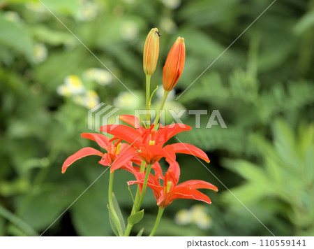 Himae lily Aso Hanano Association early summer observation event Takamori Town, Aso District, Kumamoto Prefecture Himae lily Aso Hanano Association early summer observation event Takamori Town, Aso District, Kumamoto Prefecture 110559141