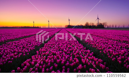 A field of tulips during sunset. A wind generator in a field in the Netherlands. 110559562