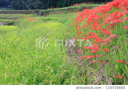 A cluster amaryllis that blooms in rice terraces 110559808