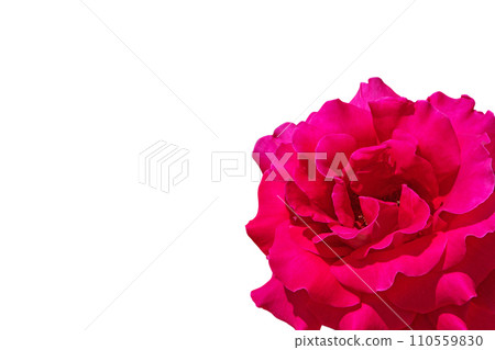Bright red rose flower isolated in the corner of the white background 110559830