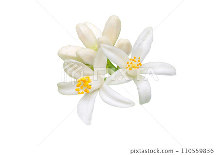Orange tree flowers and buds bunch isolated on white Orange tree flowers and buds bunch isolated on white 110559836