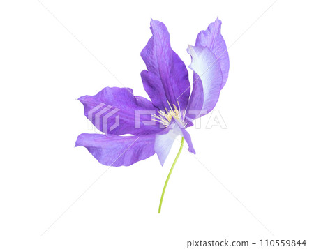 Purple clematis flower side view isolated on white Purple clematis flower side view isolated on white 110559844