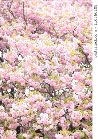 Sekiyama cherry blossoms in full bloom 110560109