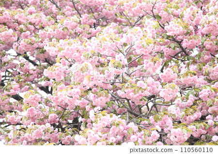 Sekiyama cherry blossoms in full bloom 110560110