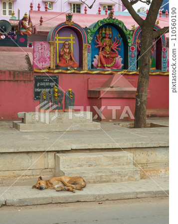 India_街角有流浪狗的風景 110560190