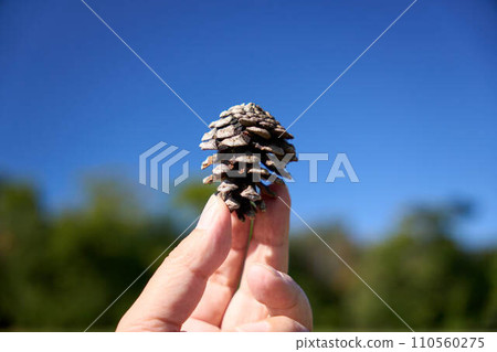 Close-up of pine cone in hand Close-up of pine cone in hand 110560275