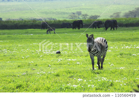 Zebra walking in Serengeti National Park 110560459