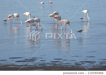 Flamingo at Lake Manyara Flamingo at Lake Manyara 110560466