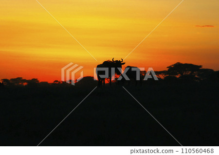 Serengeti sunset and wildebeest silhouette 110560468