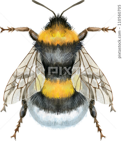 Bumblebee watercolor illustration. Watercolor painting art. Hand painted. Bumblebee watercolor illustration. Watercolor painting art. Hand painted. 110560705