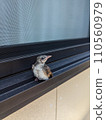 Bulbul chick perched on the windowsill 110560979