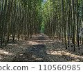 The bamboo forest path continues 110560985