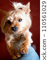 A small puppy with a pleasant, gentle look 110561029