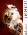 Cute yorkshire terrier with a beautiful hairdo 110561032