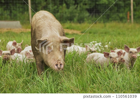 Eco pig farm in the field in Denmark Eco pig farm in the field in Denmark 110561039