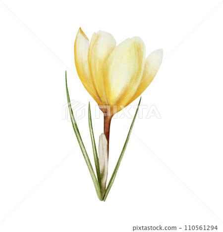 Watercolor yellow blooming crocus flower isolated on white background. Spring and easter botanical hand painted saffron illustration. For designers, wedding, decoration, postcards, wrapping paper, Watercolor yellow blooming crocus flower isolated on white background. Spring and easter botanical hand painted saffron illustration. For designers, wedding, decoration, postcards, wrapping paper, 110561294