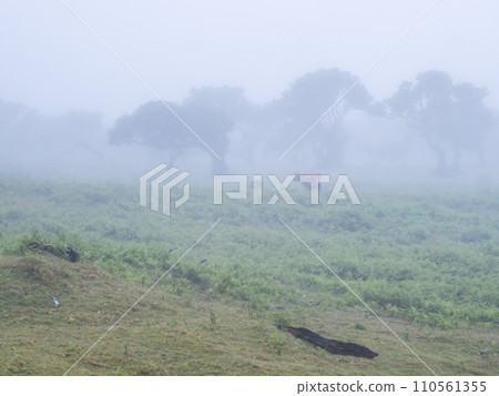 Fanal laurel forest in rain and dense fog with cow calfs and bizarre shape mossy trees, twisted branches, moss and fern. Mysterious creepy atmosphere, Tourist point Fanal, Madeira, Portugal 110561355