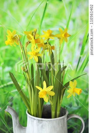 Yellow daffodils in a vase against a background of green grass Yellow daffodils in a vase against a background of green grass 110561402
