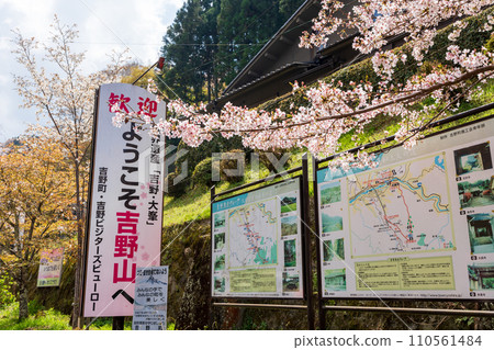 Yoshino District, Nara Prefecture, Japan - April 3, 2023 : Cherry blossoms at Mount Yoshino, Yoshino Station. 110561484