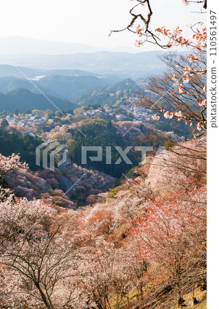 Cherry blossoms in full bloom at Mount Yoshino, Yoshino-Kumano National Park. Yoshino District, Nara Prefecture, Japan. 110561497