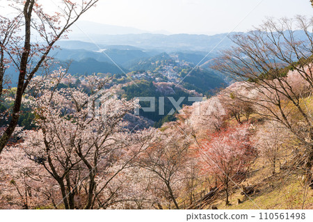 Cherry blossoms in full bloom at Mount Yoshino, Yoshino-Kumano National Park. Yoshino District, Nara Prefecture, Japan. 110561498