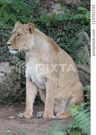 Asiatic lion (Panthera leo persica) Asiatic lion (Panthera leo persica) 110561585