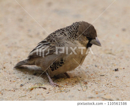 sociable weaver (Philetairus socius) sociable weaver (Philetairus socius) 110561586