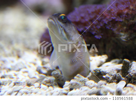 Jawfish Black Cap (Opistognathus randalli) Jawfish Black Cap (Opistognathus randalli) 110561588