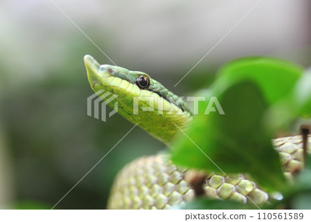 Argentinian Long-nosed Tree Snake (Philodryas baroni) Argentinian Long-nosed Tree Snake (Philodryas baroni) 110561589