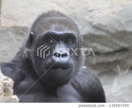 Gorilla (gorilla) Gorilla (gorilla) 110561593