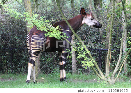 Okapi   (Okapia johnstoni) 110561655