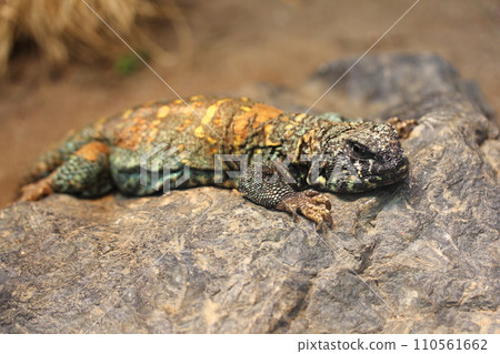 Uromastyx ocellata (Uromastyx ocellata) Uromastyx ocellata (Uromastyx ocellata) 110561662