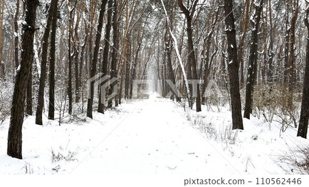 View to long trail with falling snow at winter woodland. Snow-covered branches of pine at wild forest. Beautiful nature landscape at background View to long trail with falling snow at winter woodland. Snow-covered branches of pine at wild forest. Beautiful nature landscape at background 110562446