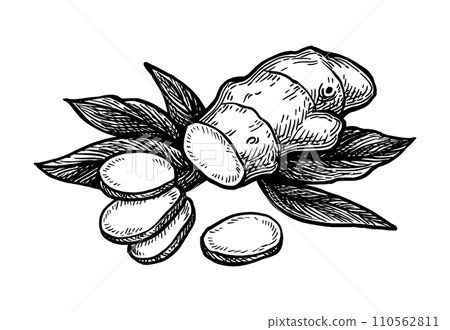 Ink sketch of ginger root with slices and leaves. 110562811