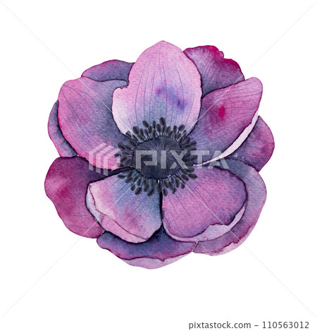 anemone flowers in Bright purple colors. Hand drawn Watercolor floral illustration isolated on on white. Botanical art for wedding anniversary, birthday, invitations 110563012