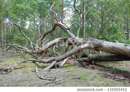 A tree lies on the ground in the forest. Concept of destruction. Storm in the Woods 110563452