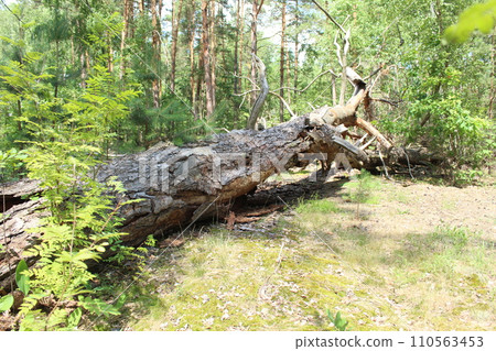 Broken trees lie on the ground. Forest after a storm wind. Consequences of bad weather. Natural Destruction Concept Broken trees lie on the ground. Forest after a storm wind. Consequences of bad weather. Natural Destruction Concept 110563453