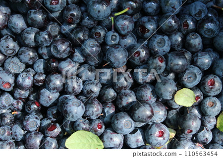 Blueberry background. Harvesting and storage of seasonal blueberries. Vegan and vegetarian concept. Macro texture of blueberry berries. Texture blueberry berries close up Blueberry background. Harvesting and storage of seasonal blueberries. Vegan and vegetarian concept. Macro texture of blueberry berries. Texture blueberry berries close up 110563454