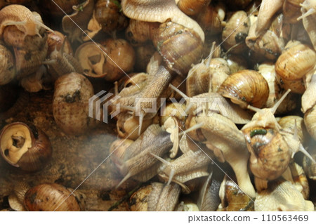 A lot of snails in a general plan, top view. Growing snail delicacies on the farm A lot of snails in a general plan, top view. Growing snail delicacies on the farm 110563469