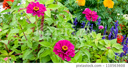 A purple zinnia in a bright flower bed. Wide photo. A purple zinnia in a bright flower bed. Wide photo. 110563608