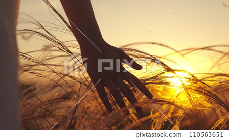 Young woman in meditative state walking in fresh field at sunset touches grass Young woman in meditative state walking in fresh field at sunset touches grass 110563651