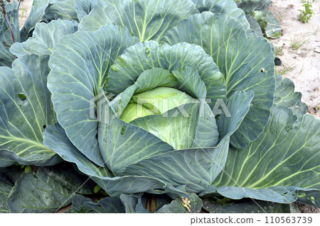 Cabbage grows in the garden bed. Cabbage grows in the garden bed. 110563739