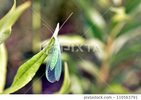 Insect lacewing, a fly with transparent wings. 110563791