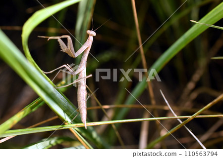 The insect mantis froze in a fighting stance. 110563794