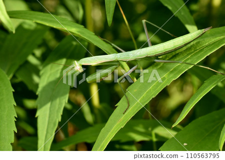 A green mantis insect hides in green grass. A green mantis insect hides in green grass. 110563795